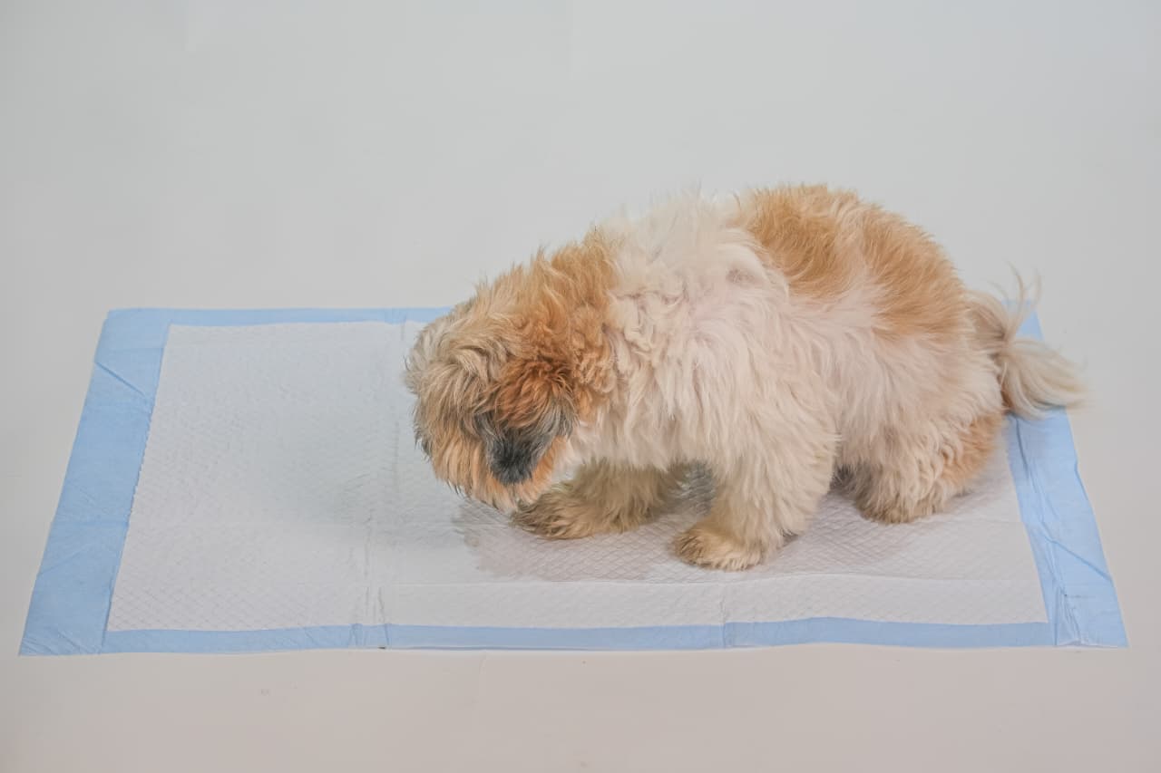 DesiTails® Heavy-Duty Pet Training Pads 60x90cm | 4g SAP | 3X More Absorbent | 5-Layer Leak-Proof Quick-Dry | Non-Slip Puppy Potty Trainer