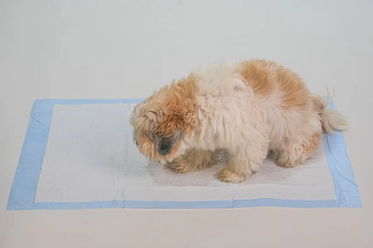 DesiTails® Heavy-Duty Pet Training Pads (60x90cm)