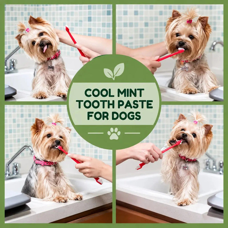 Yorkshire Terrier enjoying tooth brushing with DesiTails® Bio-Enzyme Mint Dog Toothpaste & 3-in-1 Toothbrush Set.