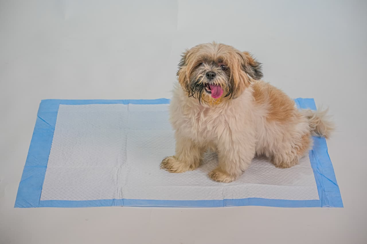 DesiTails® Heavy-Duty Pet Training Pads 60x90cm | 4g SAP | 3X More Absorbent | 5-Layer Leak-Proof Quick-Dry | Non-Slip Puppy Potty Trainer