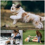 DesiTails® Soft Floating Dog Flying Discs - 6 Pack