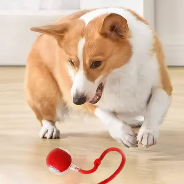 DesiTails® Smart Interactive LED Pet Ball (USB Rechargeable) DesiTails®