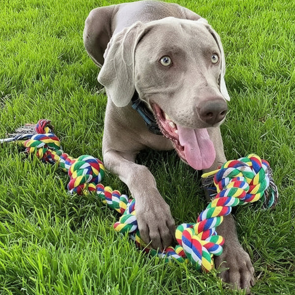 DesiTails® 15-Piece Durable Dog Toy Bundle DesiTails®