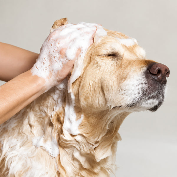 DesiTails® 3-in-1 Flea & Tick Care, Anti-Itch Shampoo & Deodorant Spray Kit (600ml)